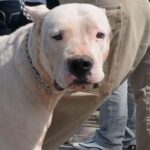 10-07-23-perro-dogo-potencialmente-peligroso-cordoba-1606755