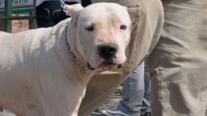 10-07-23-perro-dogo-potencialmente-peligroso-cordoba-1606755