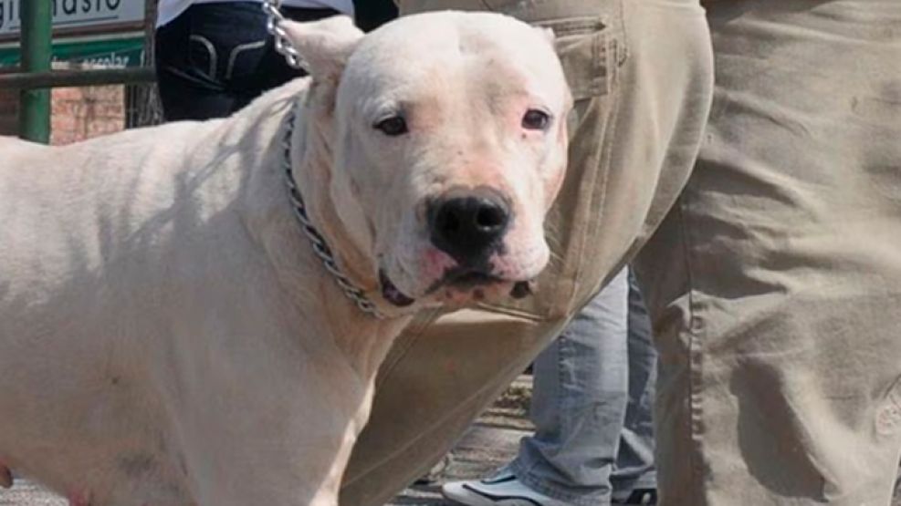 10-07-23-perro-dogo-potencialmente-peligroso-cordoba-1606755